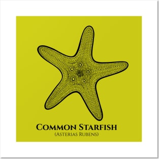 Common Starfish with Common and Latin Names - drawing Posters and Art